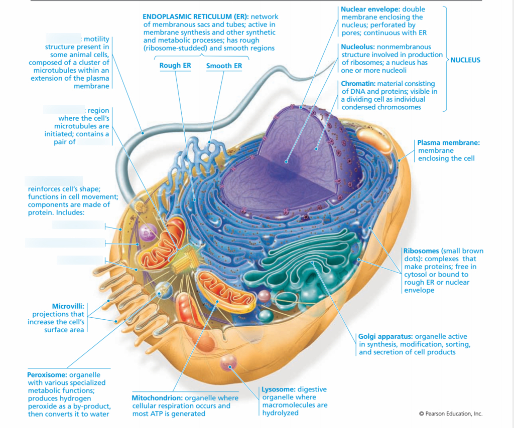 How Healthy Cells Use Internal Structures